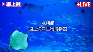 【公視LIVE直播】在家線上逛水族館🐳 有現場音和音樂療癒陪伴！(畫面提供:國立海洋生物博物館) | 線上逛海生館 | 海洋生物 | 魚類 | Taiwan Live Cam