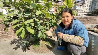 农村大妈集市上买到假沃柑苗，结果买到的真苗更痛苦，看看咋回事