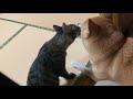 可愛い猫達に癒されて幸せな柴犬 happy dog loves cats