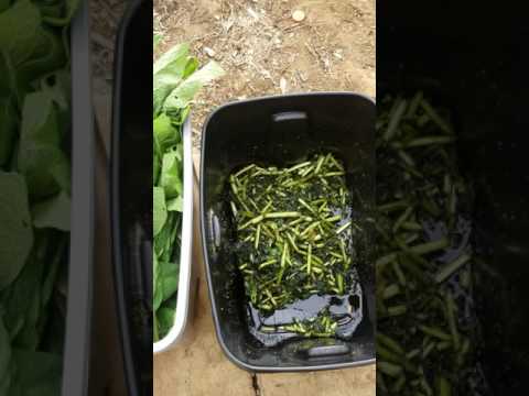 Comfrey Fermented Plant Juice Comfrey Fermented Plant Juice