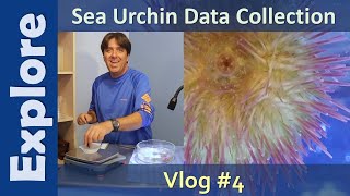 Vlog #4: Sea Urchin Data Collection