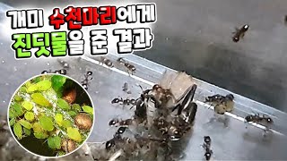 수천마리 개미밭에 진딧물을 넣었을때 개미들의 반응은?? ㅋㅋ