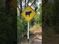 thailand cow crossing