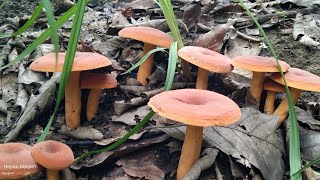 Kajinu toh Panai hol a kachelhon na.❤️Wild mushroom.🍄🍄