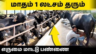 தினமும் 15 லிட்டர் வரை பால் தரும் முர்ரா எருமை  | லிட்டர் 100 ரூபாய்க்கு போகும் பால்