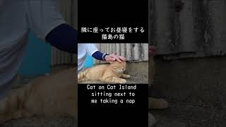 隣にちょこんと座ってお昼寝する猫。#shorts