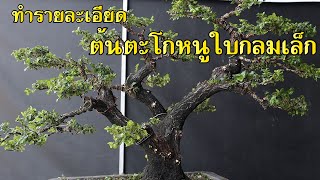 Bonsai Station [Workshop Station] EP.85 ทำรายละเอียดตะโกหนูใบกลม