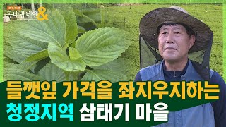 최고의 청정지역 \u0026 들깻잎 단지 '삼태기 마을과 조안면'ㅣ남양주 조안면 조안1리ㅣ상수원보호지역 친환경 농사ㅣ로드다큐 동네방네엔 46회