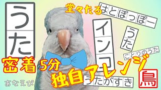 【密着５分‼︎‼︎】令和の 超中型新鳥アイドル〔みる〕人々を魅了する、その美声の舞台ウラ！ 苦悩する歌のレッスン デビュー前｜Parrot