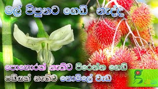 87 මල් හැලෙන්න නොදී පිරෙන්න ගෙඩි ගමු Pollination - Bee keeping in Sri Lanka