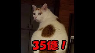 しゃべる猫がブルゾンちえみのモノマネ