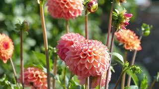 Rodmarton Manor Garden, Near Cirencester, Gloucestershire, (The Cotswolds), England - August 2022