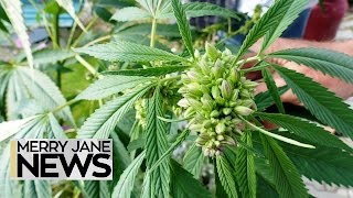 Weed Has a Seriously Mysterious Genetic History | MERRY JANE News