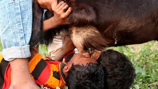 Most crazy|Best ever goat milking| hungry boys raw goat miking|goat milk drink