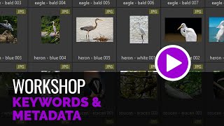 Keywords and Metadata