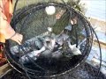 edible invasive species hoop net fishing for asian carp