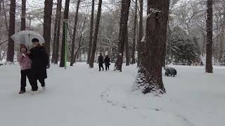 今年最後の円山公園を散歩/Last walk in Maruyama Park this year