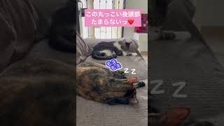 猫の後頭部好き