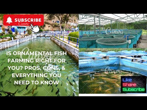 The $10 Billion Industry You CAN Be A Part Of Ornamental Fish Farming ...