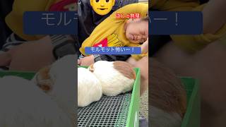 1歳児 動物園こわすぎるー！1year 10months old. #埼玉県こども動物自然公園 #shorts #zoo #japan #1year #animals