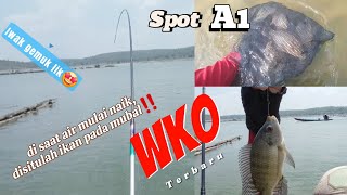 WKO Terkini,Semua panen STRIKE‼️.Mancing nyobok WKO ketika debit air mulai naik ikan nila pada mubal