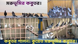 কবুতর পালন। কুয়েত মরুভূমির কবুতর।#kuwait #viral#kabutar palan bangla