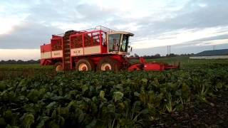 McGraths pulling fodder beet 2015 with an Agrifac Big Six