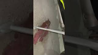 2020 Triumph street triple RS coolant LEAK. 🤦🏻‍♂️🤦🏼🤦🏻‍♂️🤦🏼 tried of doing repairs