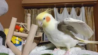 怒るオカメインコ【シナモン】