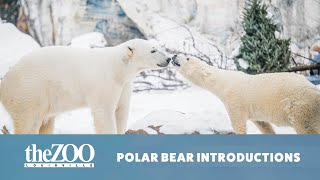 2025 POLAR BEAR INTRODUCTIONS.mp4