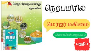 நெற்பயிரில் II மெர்ஜர் மகிமை -1 II #paddy #paddyblast #paddycultivation #merger #indofil #fungicides