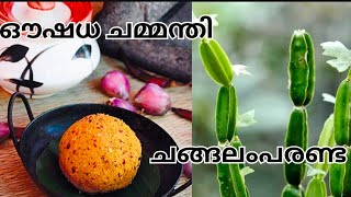 ചങ്ങലംപരണ്ട  ഔഷധ ചമ്മന്തി /കാൽസ്യതിന്റെ ഉറവിടം /ഒടിഞ്ഞ അസ്ഥി കൂടിച്ചേരാൻ സഹായിക്കുന്ന ദിവ്യ ഔഷധം