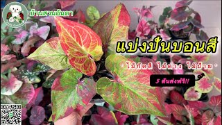 แบ่งปันบอนสีสวยๆ วันที่ 22 ธ.ค. 2567 เดชชัยศรี รัศมีจันทร์ #ไม้ด่าง #caladium #บอนสี #plants