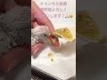 昼のさし餌🐣セキセイインコ ライラック ヒナ