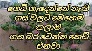 ගහ බාරවෙන්න පලදාව  ලබන්න