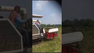 starts harvesting🏁🏁 rice#gam#shortsvideo #subscribe #shorts #vairal #1millionviews