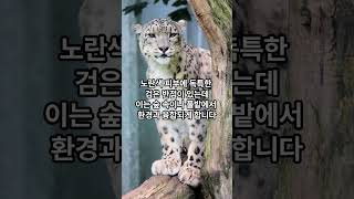 표범의 특징을 알아보자!