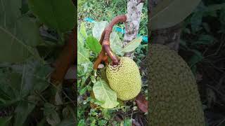 My home gardens fruited 11no Vitenam super early jack fruit plants.