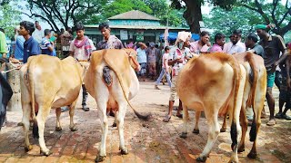 ৪৫ হাজার টাকায় গাভিন গরু দেখতে পারবেন আজকের ভিডিওতে || বগুড়া ডাকুমারা গরুর হাট বাজার || ৪/১২/২০২৪