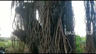 ಮೂಲಿಕೆ ಮರ/medicinal Tree..