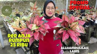 OBRAL AGLONEMA MURAH TANIAN SENDIRI | COCOK BUAT PEMULA | PART 253