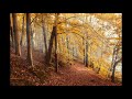 natur vögel waldgeräusche geräusche zum einschlafen relaxing nature sound