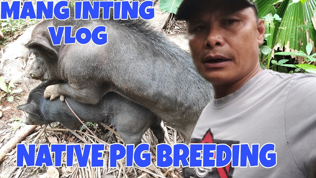 Paramihin Natin Ang Native Pigs Natural Pigs Breeding Youtube
