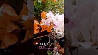 Hoa giấy [종이꽃] 종이꽃이라는 이름을 가진 진짜 꽃