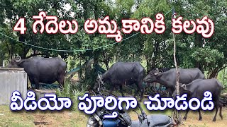 4 గేదెలు అమ్మకానికి కలవు | 4 buffaloes available for sale | 9100536079 | @manapallefarms