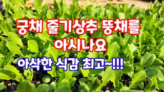 궁채 줄기상추 뚱채 이식