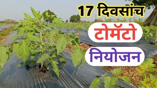 १७ दिवसाचा टोमॅटो प्लॉट 🍅 | tomato plot fertigation schedule