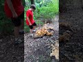 smashing big mushrooms