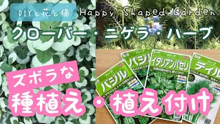 クローバー（ティント）、ニゲラ、ハーブ（バジル・パセリ・ディル）ズボラな直蒔き、種植え、苗の植え付け