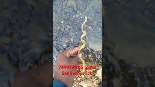 Garud Sanjivani Stick 📲:- 7499298115 Call Me | Original Garuda Sanjivani Root Water Test